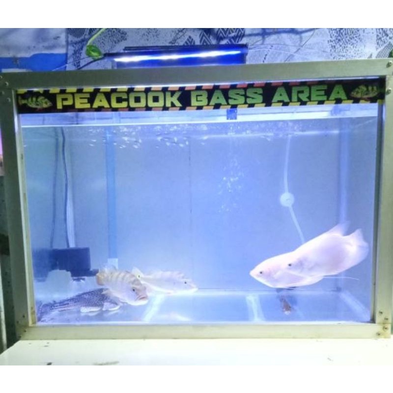 Stiker hiasan aquarium peacok bass pbass area predator fish louhan lovers oscar pecinta ikan predator awas ikan galak premium quality