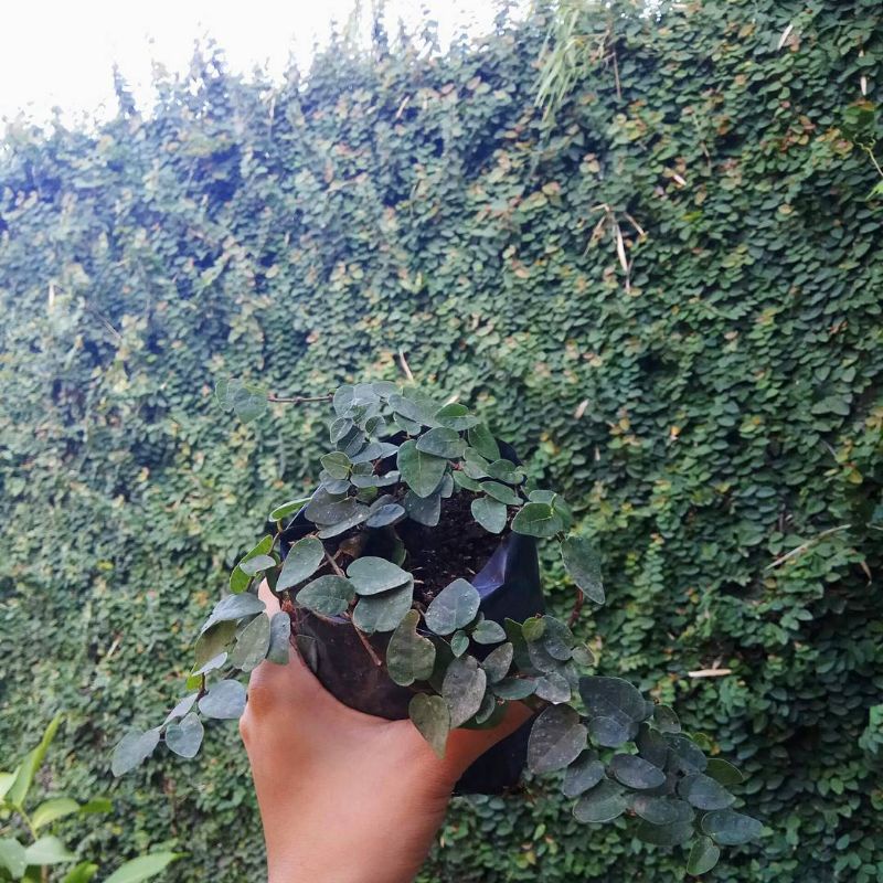 Tanaman Rambat Dollar Daun Kecil Tanaman Dollar Daun Kecil