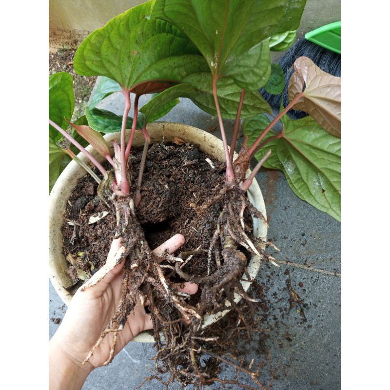 tanaman anthurium sirih thailand radicans indukan sesuai foto induk