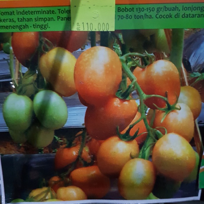 Benih Tomat Buah dataran rendah panah merah repack