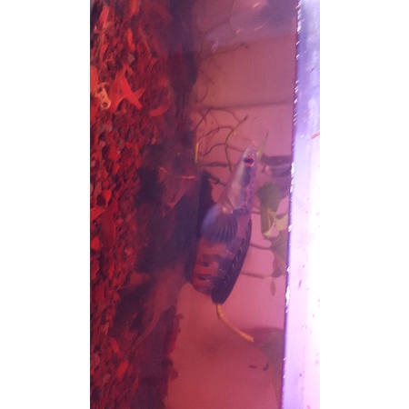 channa maru red barito