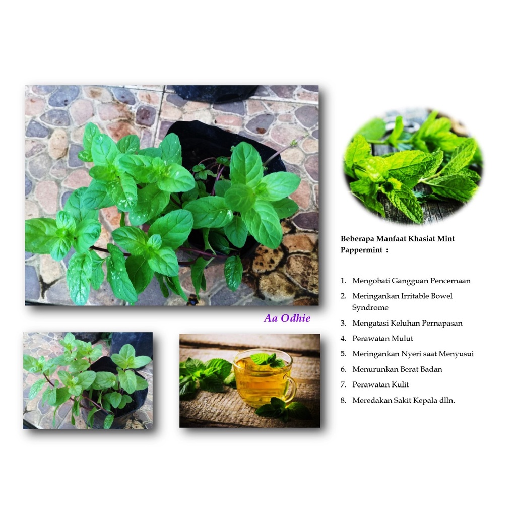 Tanaman Daun Mint Peppermint Mentha Piperita L. Hias Herbal