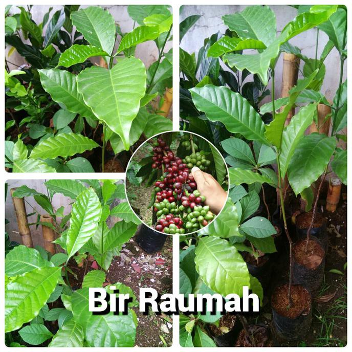 Xina Bibit Pohon Kopi Lampung