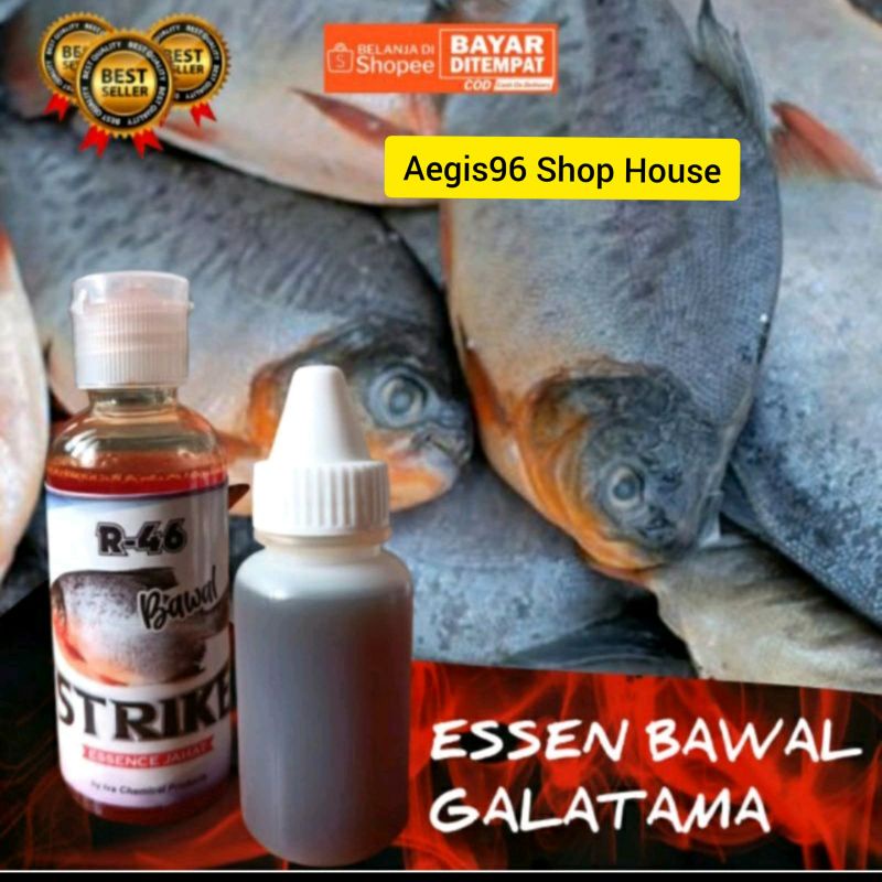 Essen BawalEssen bawal Galatama galapung harian essen  bawal Galatama esen pancing