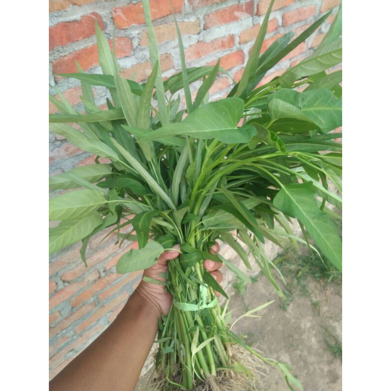 

Kangkung segar