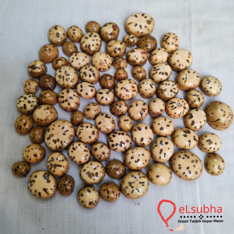 Mata Cincin Oud Sholib