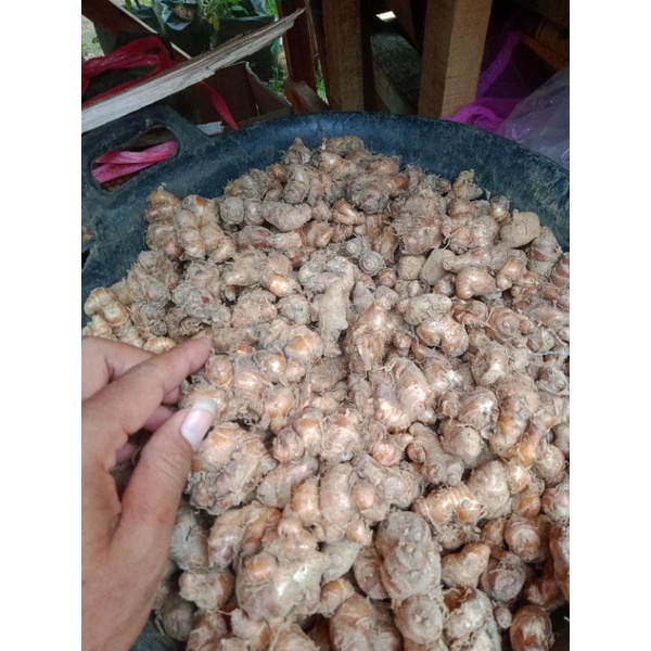 

kencur asli Banten 100%