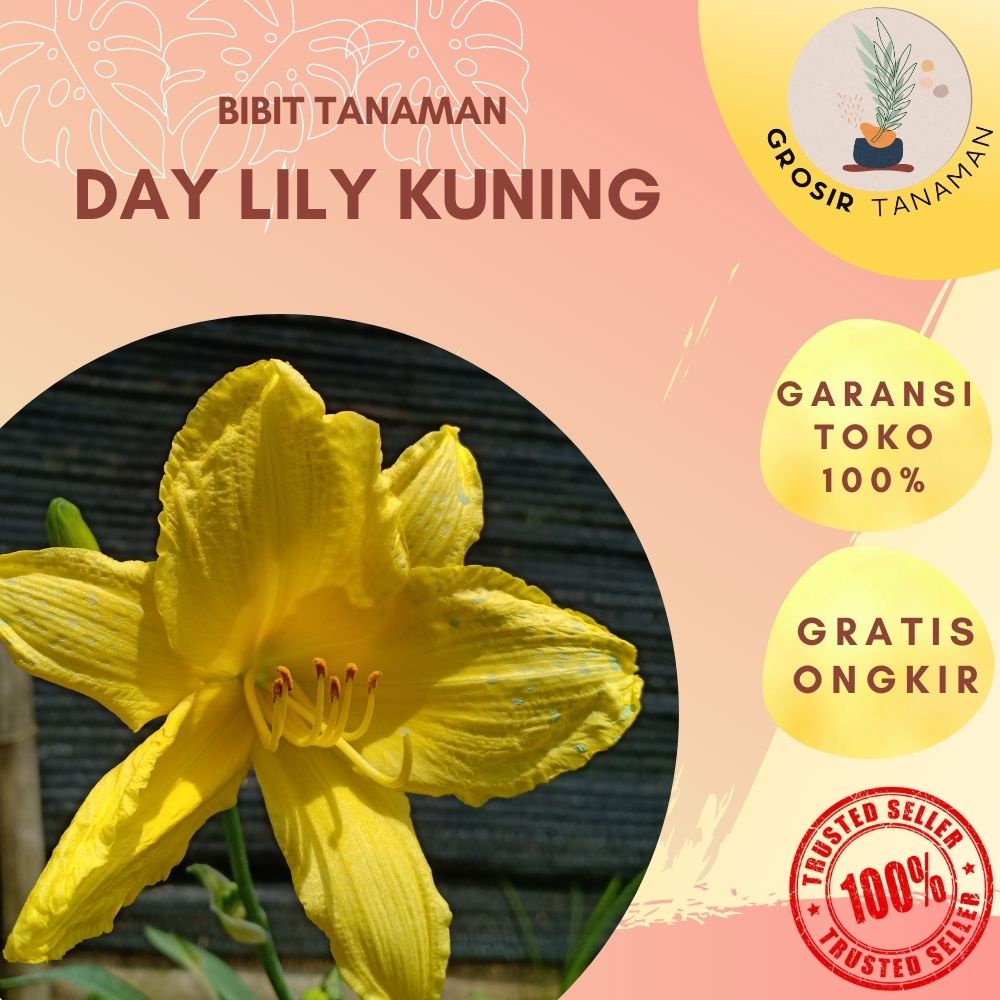 Bibit Bunga Hias Daylily Tanaman Hias Taman Outdoor Lily Kuning - Bunga Lily Terompet Kuning