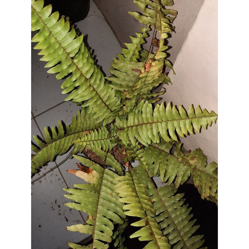 TANAMAN HIAS/BUNGA HIAS/PAKIS BOSTON/PAKIS KUNING/PAKIS GANTUNG/PAKIS