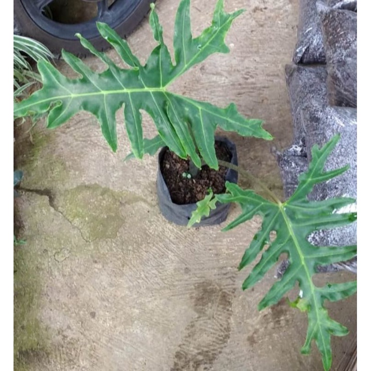 alocasia portei REAL PICT