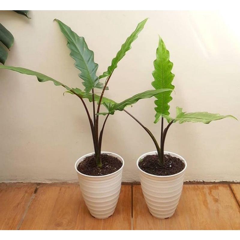 tanaman hias keris papua