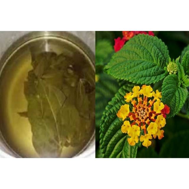 

Daun lantana /tembelekan segar 500 gr