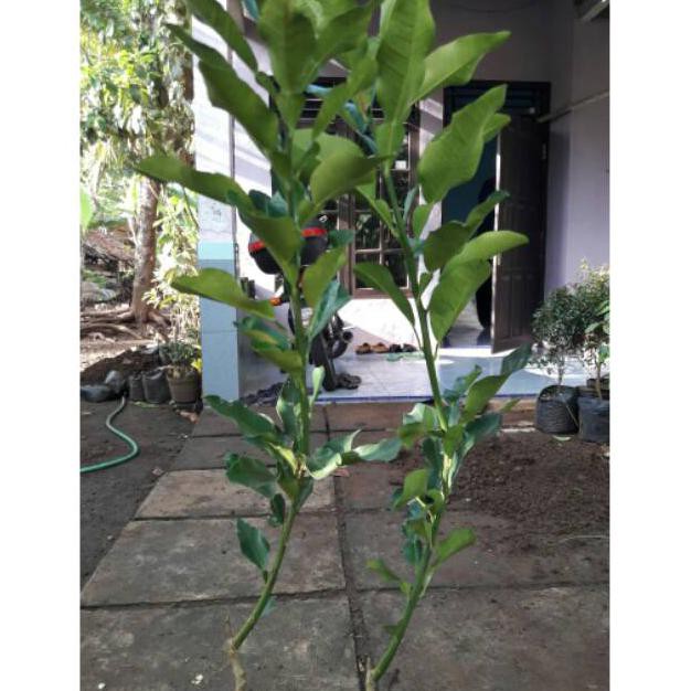 #_# BIBIT JERUK BALI // BIBIT JERUK BALI MERAH BERBUNGA // BIBIT JERUK BALI MURAH