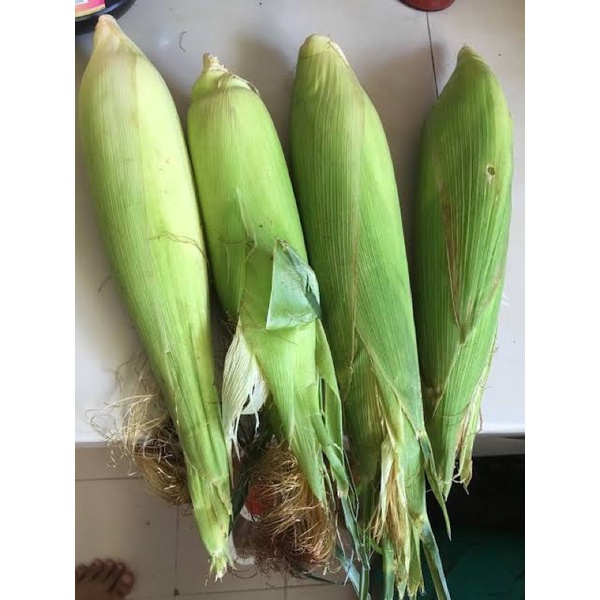 

Jagung 1 Biji