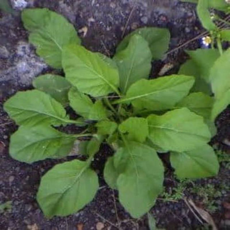 Bibit sawi tanah / sawi tanah siap tanam