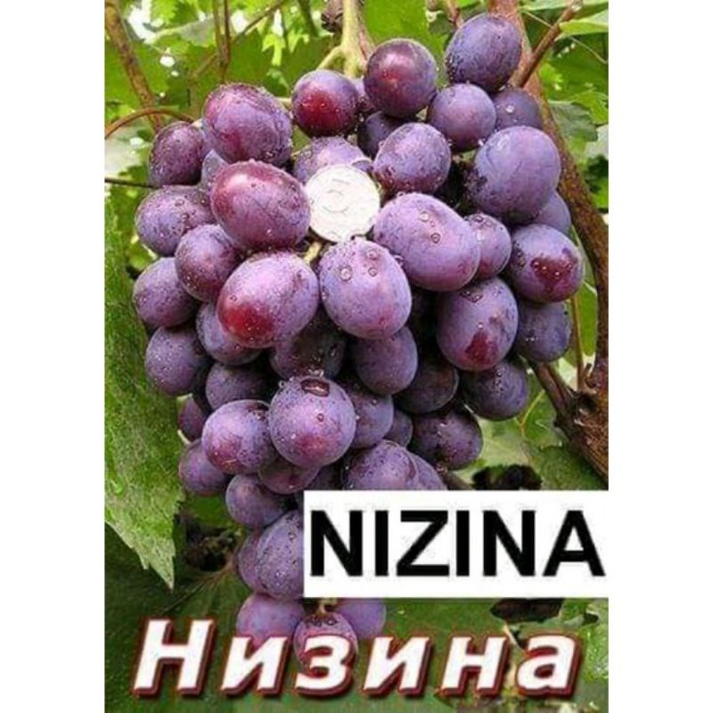 bibit anggur nizina  valid