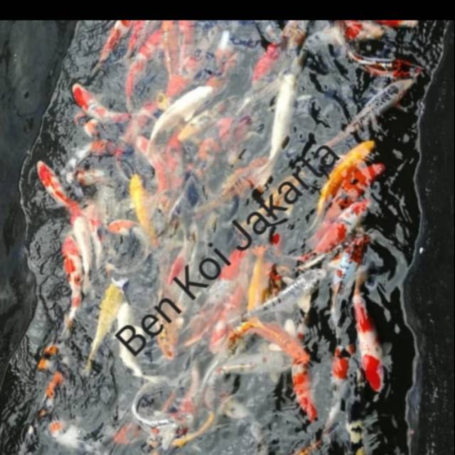 ikan koi anakan Lokal dan Import F1