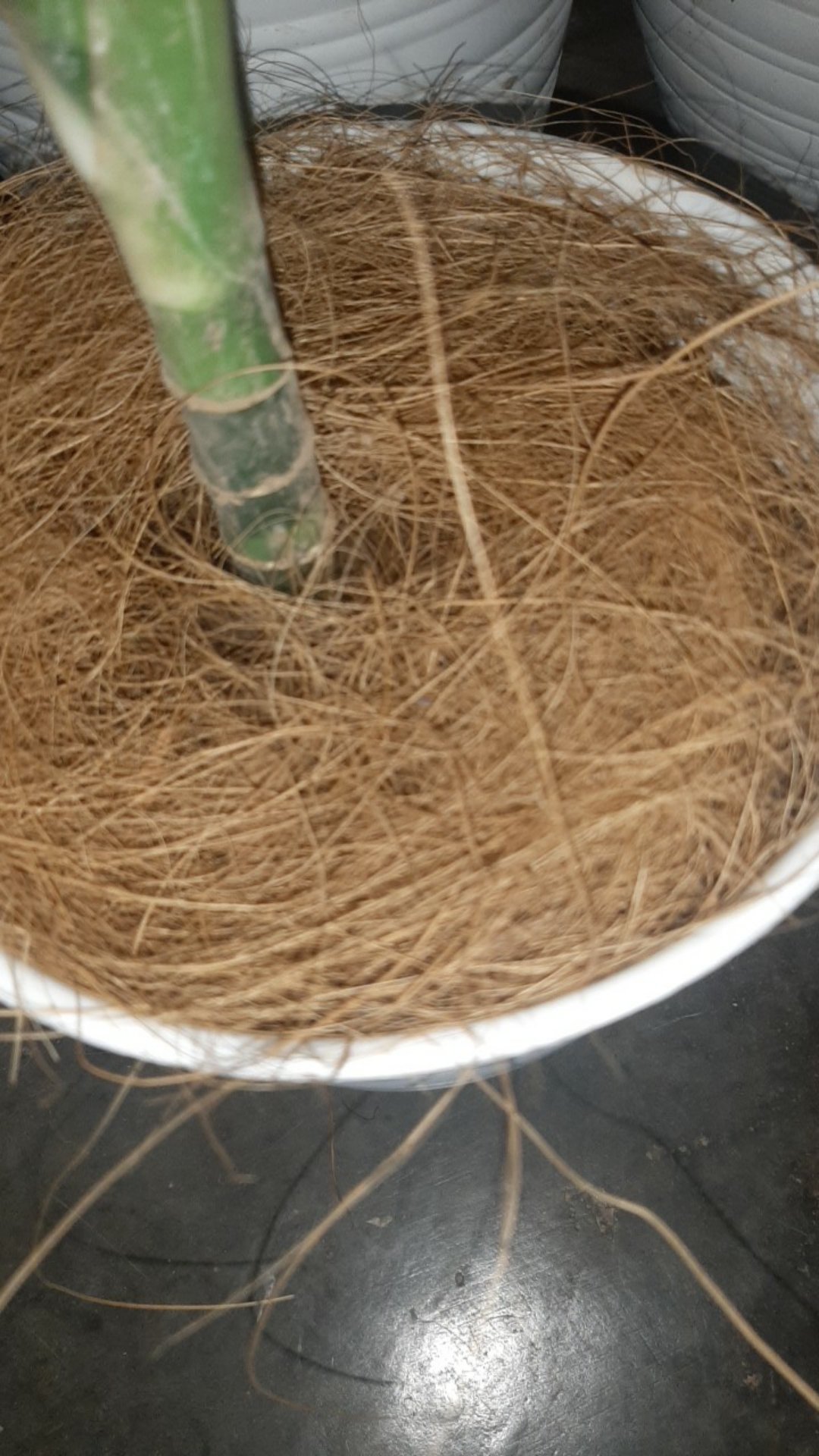 Cocofiber 1kg Serabut Kelapa Ax