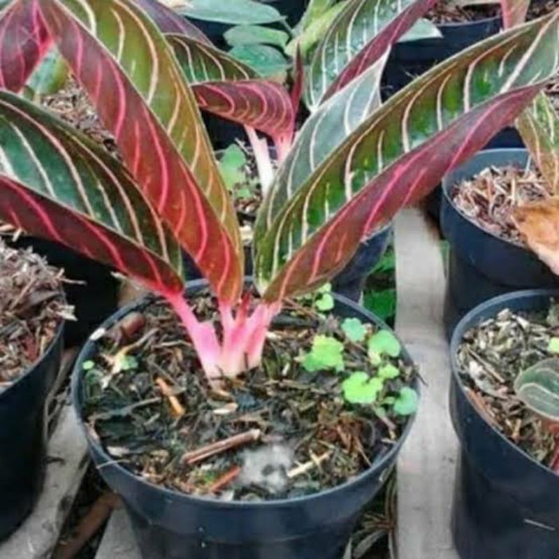 Aglonema red sumatra