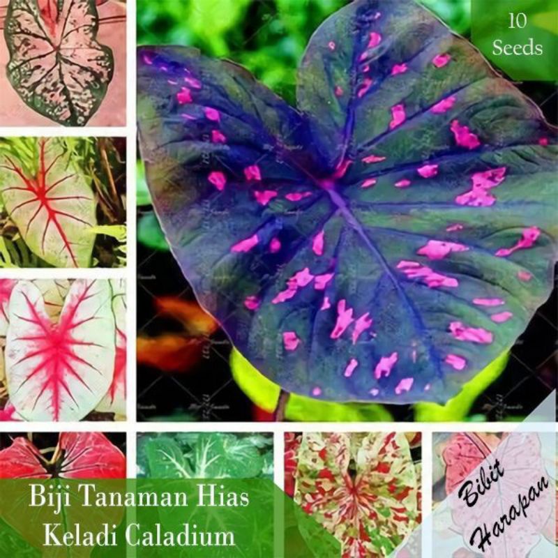 Bibit Benih Biji Caladium Keladi Tanaman Hias 8 Jenis Mixed Import