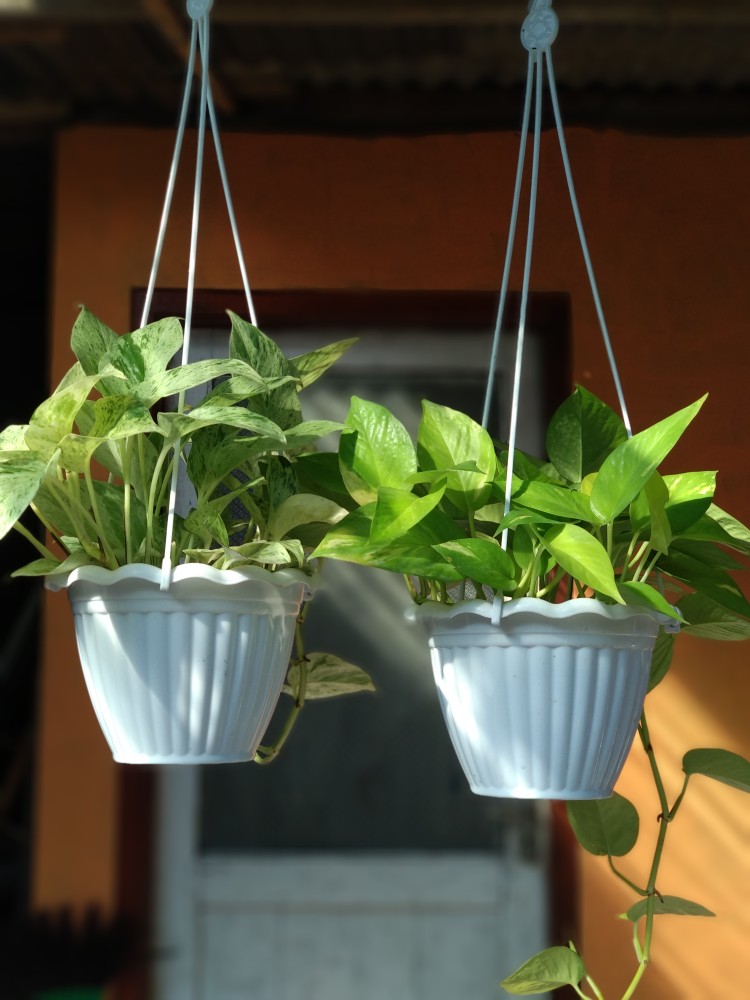 Turus Lumut 70cm Best Seller Harga Murah