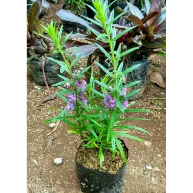 Tanaman Hias Bunga Lavender Angelonia angustifolia Tanaman Hias Bunga Lavender Angelonia angustifolia