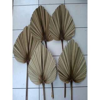 DAUN PALEM KERING DEKORASI Shopee Indonesia DAUN PALEM KERING DEKORASI Shopee Indonesia