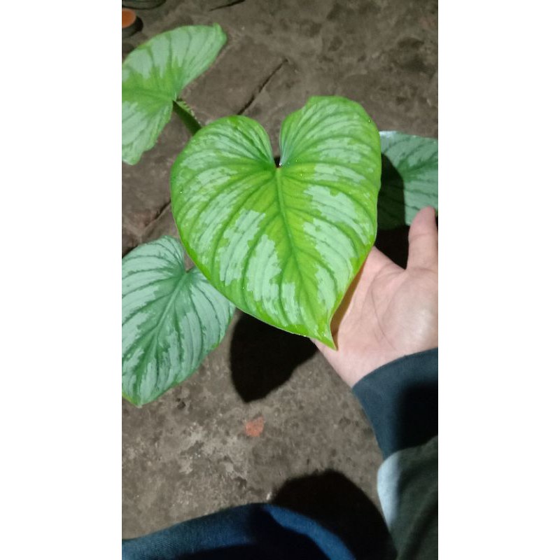 Philodendron mamei
