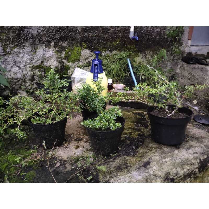 saeng simbur mikro vietnam