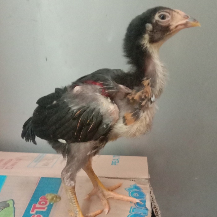 Anak Ayam Bangkok pakoy,super,brajamusti/Usia 2bulan/Harga per ekor (BERKUALITAS)