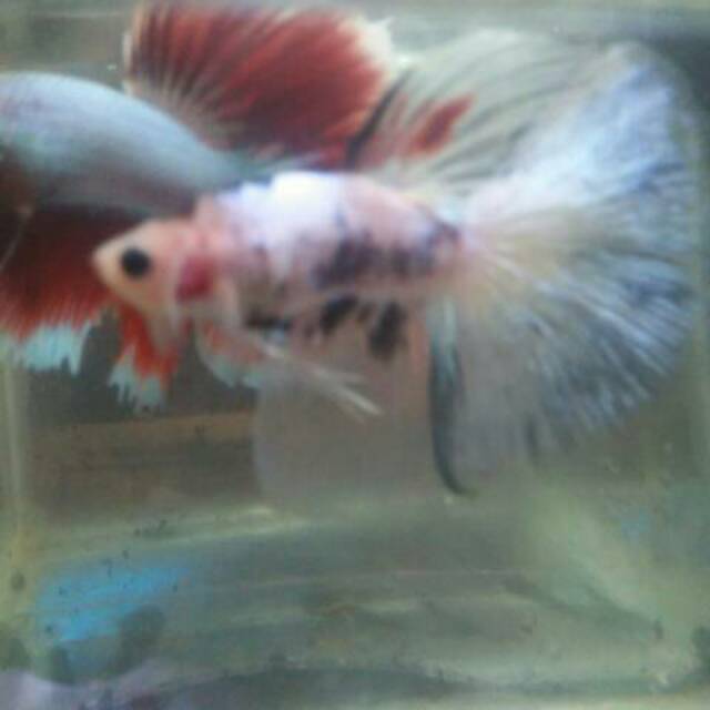 Ikan cupang halfmoon , bahanan kontes halfmoon