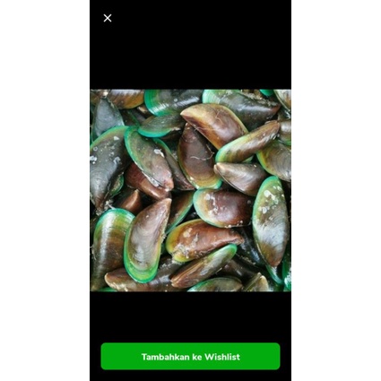 

Kerang ijo hidup