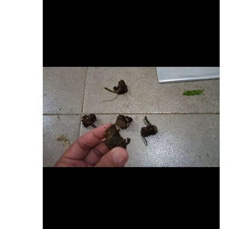 Bonggol Kuping Gajah Karet / Kuping Gajah Tarantula / Anthurium clarinervium