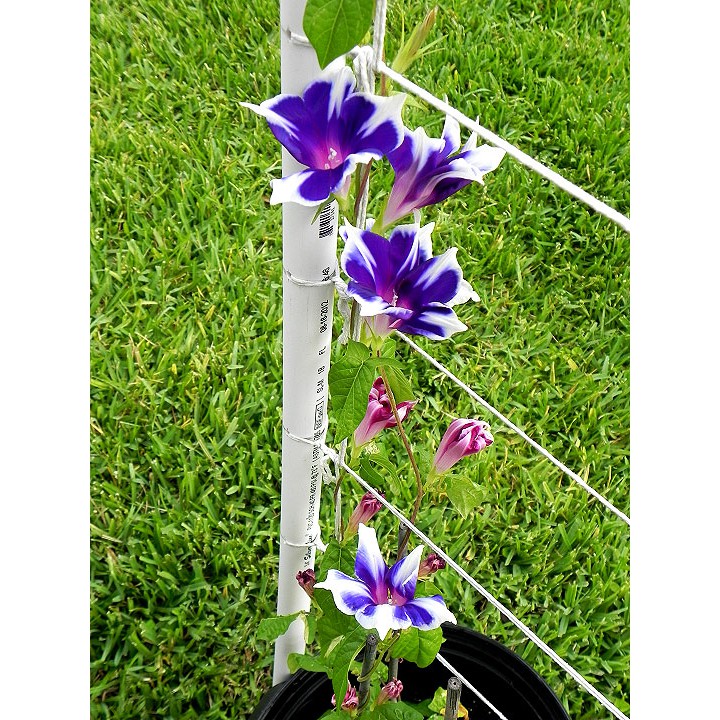 Benih Bibit Biji - Japanese Morning Glory Kikyo Snow Flakes Flower Seeds