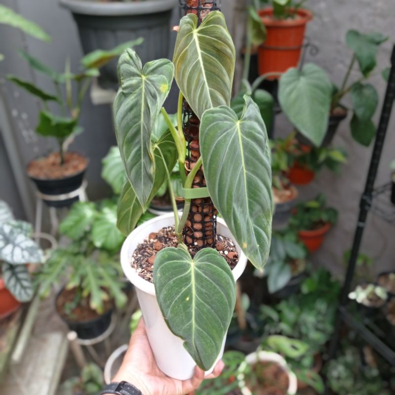 BUNGA PHILODENDRON MELANOCHRYSUM TANAMAN BUNGA MURAH TERAWAT PHILO  MELANOCHRYSUM