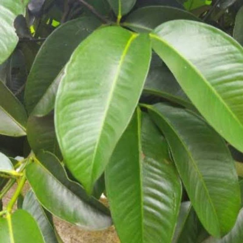 

Daun Manggis Fres 500 Gram