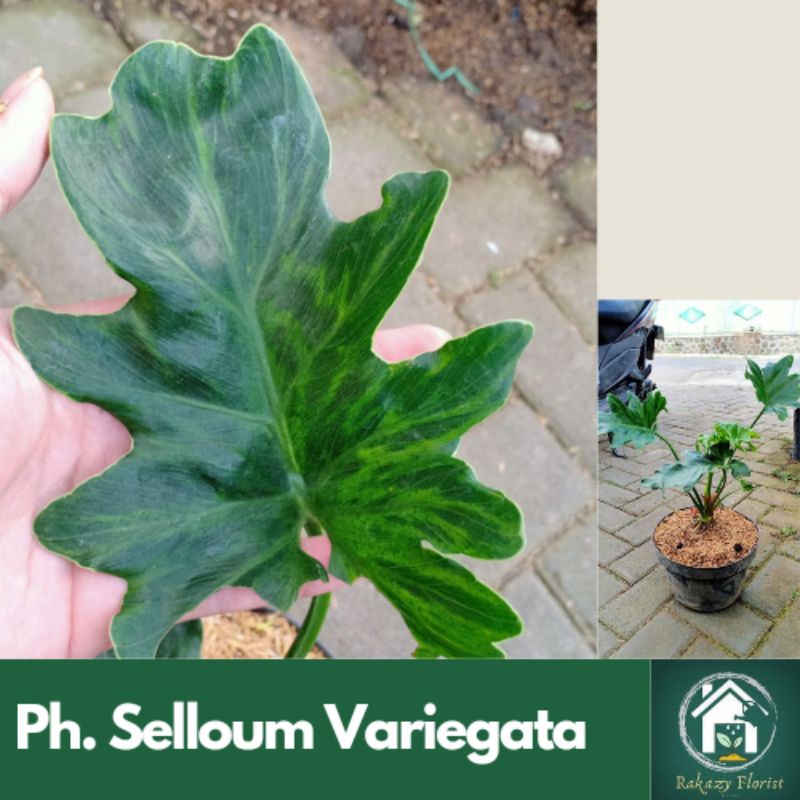 Philodendron Selloum Variegata / Philo jari Varigata
