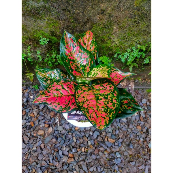 PAKET HEMAT 2 AGLONEMA TERMURAH/PAKET AGLONEMA DUD ANJAMANI,SUPER RED VENUS TERMURAH/PAKET AGLONEMA 