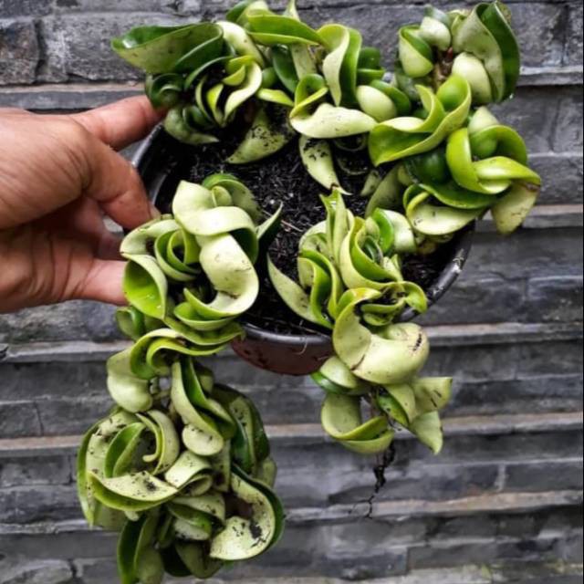 Tanaman hias gantung hoya compacta hoya kriwil