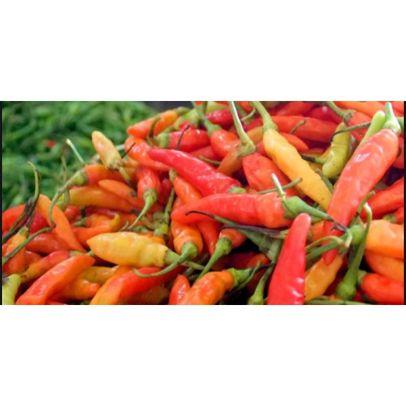 

Cabe Rawit Cabai Rawit / Cabe jablay / jablai Penyedap Makanan PASTI PEDAS FRESH!! 100gram