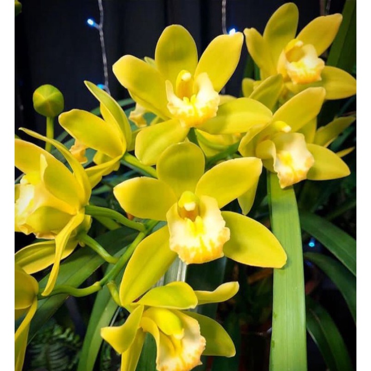 Tanaman hias Cymbidium / anggrek Cymbidium / Anggrek goldenboy / Cymbidium goldenboy