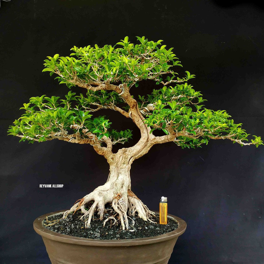 Bonsai Pohon Beringin Elegan Ficus Compacta Terbaik