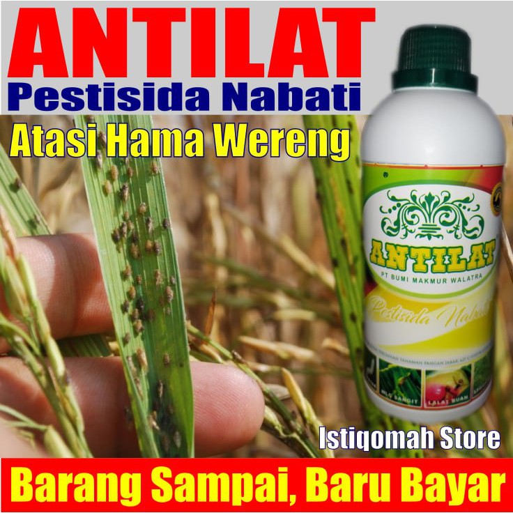ANTILAT Insektisida Pestisida Organik Obat Pembasmi Hama Wereng Pada Padi Pada Semua Tanaman.