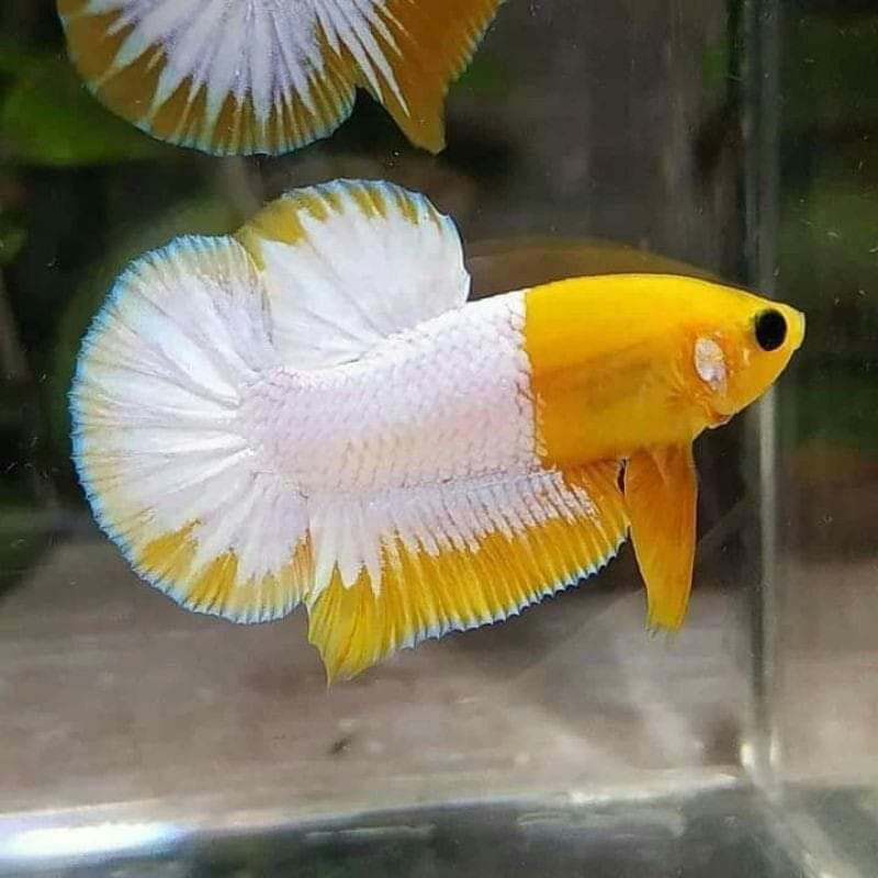

betta multi colour