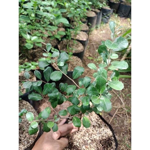 tanaman inhu/ kiperak untuk bahan bonsai