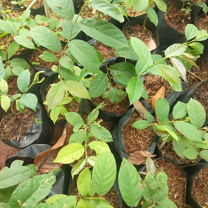 pohon melati belanda bibit pohon melati belanda