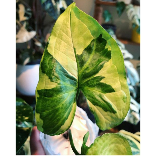 syngonium magic marble mewah