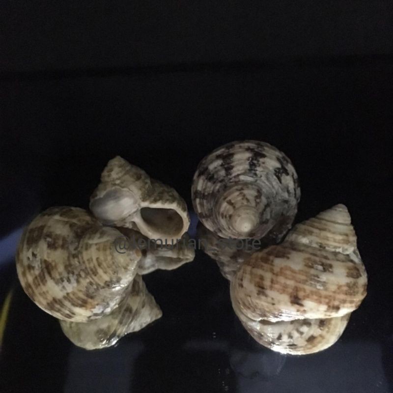 cangkang keong turbo