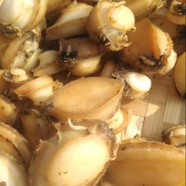 

Kerang Abalon kerang mata 7 1 Kg