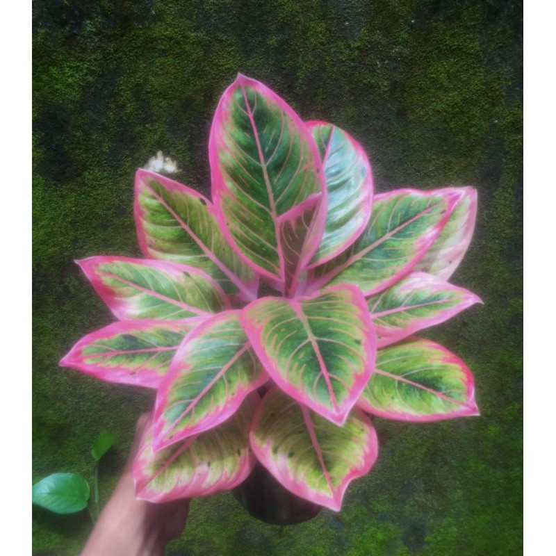 Bonggol aglonema lotus delight/bibit tanaman Lotus delight